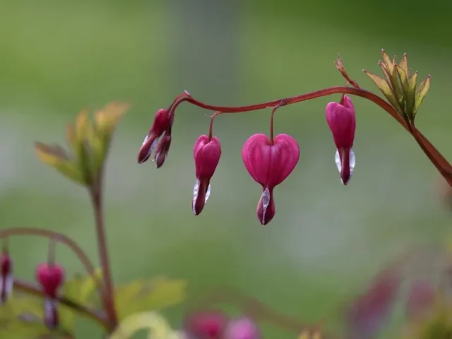 Nature Heals Heartbreak: Reflections from Chronic Illness